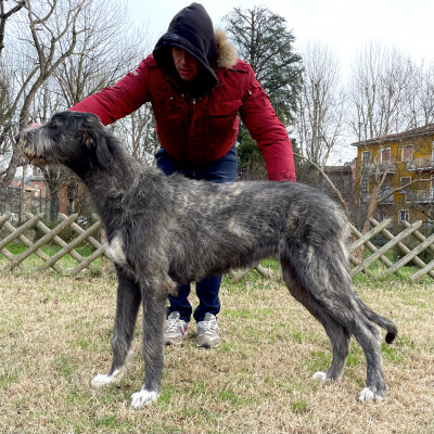 Arkham Wolfhounds - Baba Yaga 6 months old