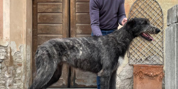 Arkham Wolfhounds Baba Yaga, 8 months old